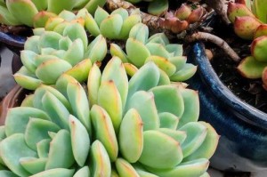 初恋怎样养殖出美丽状态？（打造多肉初恋的养殖技巧分享）