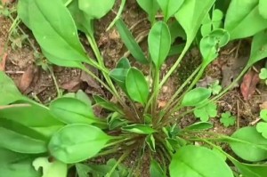 荔枝草的神奇功效与作用（了解荔枝草，迈向健康生活）
