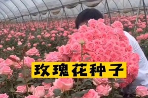 玫瑰花的养殖技巧与注意事项（培育美丽玫瑰，关注这些关键要点）