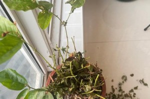 茉莉花快枯死了怎么办？（救救我的茉莉花！）