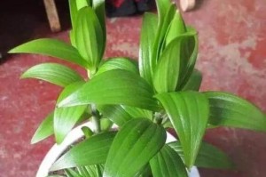 百合怎么培育？（百合种植技巧和注意事项）