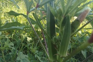 秋葵的最佳采摘时间是什么时候？（收获季节在几月份？如何确定最佳采摘时间？）