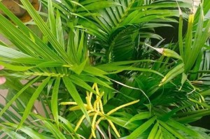 如何养殖袖珍小椰子盆栽（简单实用的小椰子盆栽养殖指南）