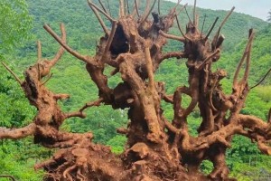 怎样养成活高的山老桩？（培养山老桩的技巧与要点）