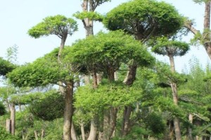 节白蜡的耐寒能力研究（探索节白蜡在低温环境下的生存能力）