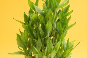 人参榕喜阳还是喜阴？——解读人参榕的生长环境需求（探讨人参榕生长特点，科学培育健康树木）