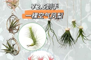 打造盛开如火的斑纹凤梨之路（斑纹凤梨养护全攻略，从栽培到繁殖的关键）