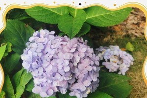探索植物花朵颜色变化的奥秘（研究、培育、调控——改变植物花朵颜色的关键路径）