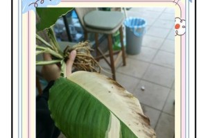 白掌花瓣变黑的原因及处理方法（遇到白掌花瓣变黑的情况怎么办？）
