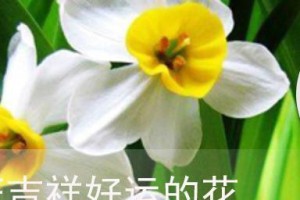 花语吉祥，一花一世界（探索花朵的吉祥寓意，领略花语文化之美）