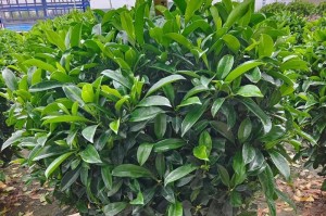 如何分盆容易让非洲茉莉成活？（有效的分盆方法，让非洲茉莉茁壮成长）