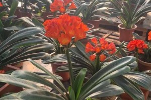 打造君子兰花的理想土壤（探究土壤配方的关键要素与技巧）
