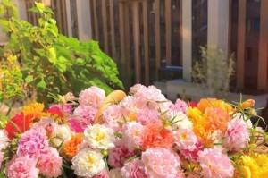 非洲菊的养护之阳光晒（阳光是非洲菊生长的必需品）