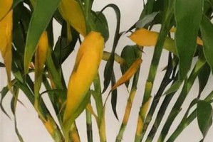竹葵黄叶的处理方法（保持竹葵植物健康的关键是有效应对黄叶问题）