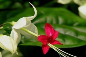 以龙吐珠花为何不开花？（探究以龙吐珠花不开花的原因与解决方法）