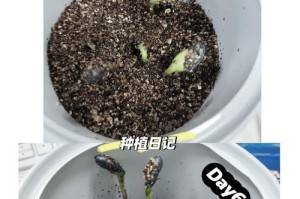 以六倍利种子的种植方法及技巧（高效利用六倍利种子提高农作物产量的关键）