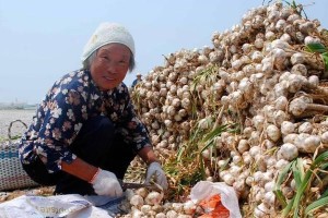 大蒜最佳施肥方法（科学施肥让大蒜长势更旺）