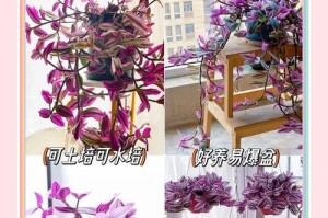 婚礼油画吊兰烂根的补救方法（保护吊兰，让婚礼油画重焕生机）