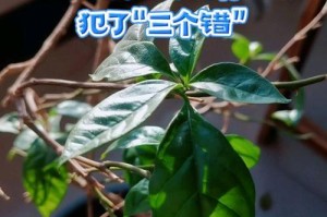 三角梅不木质化的处理方法（保持三角梅的繁花绽放）