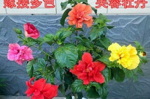 扶桑嫁接（扶桑嫁接的历史、技巧与应用）