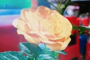 玫瑰花的生长环境与需求