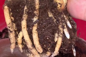 如何救活黄变的花草（救活花草的有效方法和关键步骤）