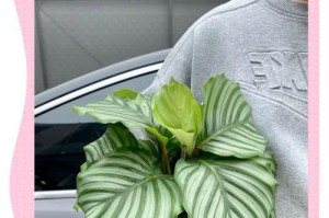 揭秘青苹果竹芋生长之谜（探究青苹果竹芋为何生长缓慢的原因与解决方法）