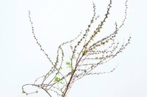 以黑美人盆景怎么养（打造优雅养眼的黑美人盆景，让家居生活更加精致）