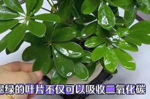 七叶莲养护指南（打造繁花似锦的七叶莲庭园）
