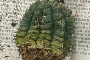 仙人球烂了半个，如何挽救？（仙人球的抢救措施及常见问题解答）