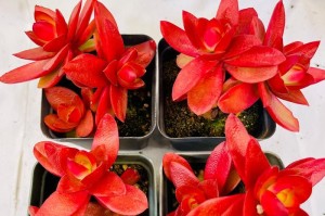 如何修剪多肉成多头（打造繁茂的多肉花园）