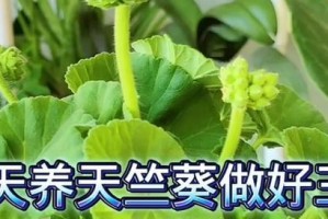 冬天天竺葵养护全攻略（让你的天竺葵在寒冷的冬季绽放绚丽花朵）