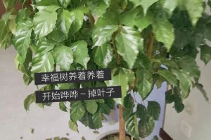 幸福树的养殖与修剪方法（打造幸福树盆景，从养殖到修剪一应俱全）
