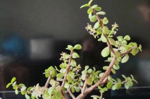 如何养活肉花？（掌握关键技巧，让肉花常青不衰）