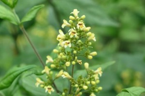 黄荆开花的颜色与特点（揭秘黄荆开花的神秘）