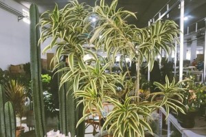 水竹子黄叶的处理方法（家养水竹子黄叶原因及有效解决办法）
