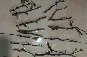 紫薇花压枝条技巧与方法（掌握紫薇花压枝条的关键步骤与注意事项）