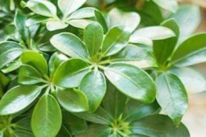 如何科学浇水，让鹅掌茎更壮实？（掌握浇水频率和量，让鹅掌茎蒸蒸日上！）