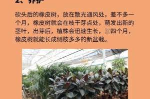 橡皮树发芽的步骤与技巧（通过科学方法促进橡皮树发芽）