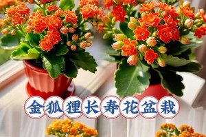 长寿花盆栽家居养护指南（打造健康长寿的家居绿植空间）