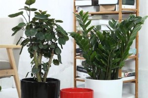扁花盆适合种什么花？（如何选择扁花盆？适合种植的花卉种类有哪些？）