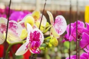 蝴蝶兰——哪个国家的国花？（来一探蝴蝶兰的神秘之源）