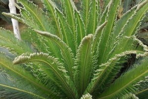 家庭园艺（探讨如何在家中种植苏铁）