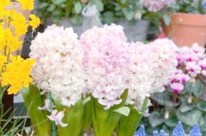 风信子叶子黑了怎么办？-应对风信子叶子黑化的方法（花卉养护小百科-如何处理风信子叶子黑化问题）