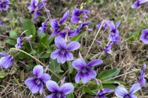 紫花地丁的种植技巧与养护要点（打造美丽花坛，享受紫花地丁的独特魅力）