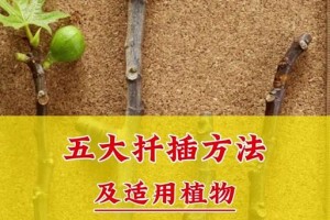 麒麟怎么扦插多长茎？（探索麒麟植物生长过程中的扦插技巧和方法）