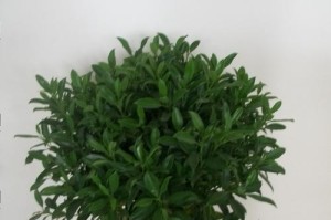 非洲沫梨花养护指南（打造绿意盎然的室内植物环境，让非洲沫梨花健康茁壮成长）