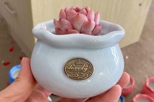 《肉肉花瓣养护指南》（肉肉花瓣养护技巧及注意事项）