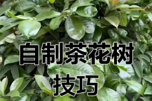 培养茶花枝条的技巧（以茶花怎么能枝条更多）