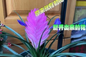 以水培铁兰怎么养——打造绿意盎然的家居环境（一起来探索水培铁兰的养护技巧吧！）